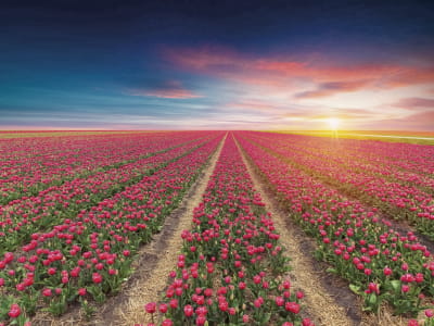 Fototapeta Kwitnące pole tulipanów