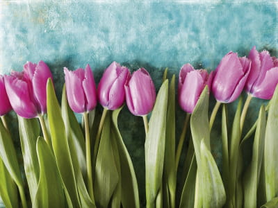Fototapeta Liliowe tulipany