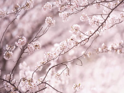 Fototapeta Sakura różowy