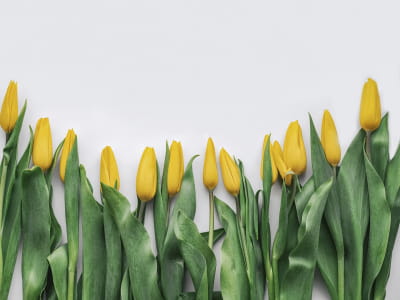 Fototapeta Delikatne żółte tulipany