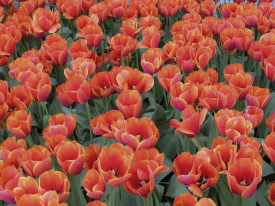 Fototapeta Pole czerwonych tulipanów