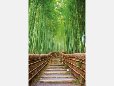 Fototapeta Las bambusowy w Kioto