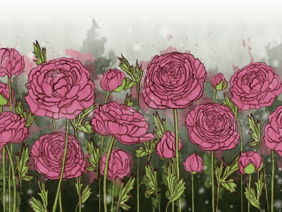 Fototapeta Herbaciane róże