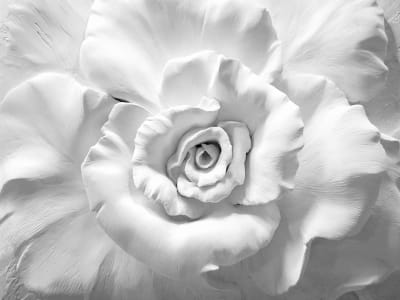 Fototapeta Biała róża 3D