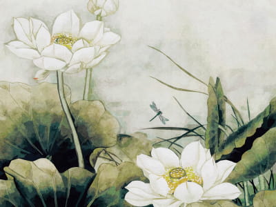 Fototapeta Białe kwiaty lotosu
