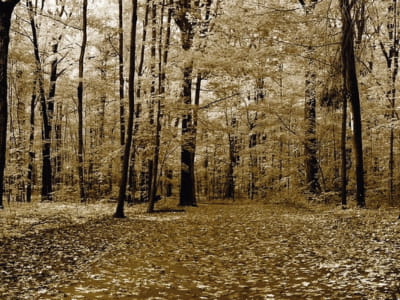 Fototapeta Jesienna panorama