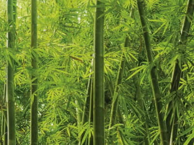 Fototapeta Nieprzenikniony bambusowy las