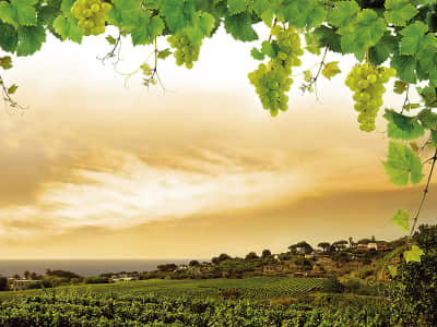 Fototapeta Dolina winogron