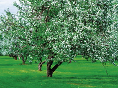 Fototapeta Ogród kwitnących drzew