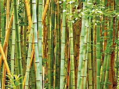 Fototapeta Wysoki las bambusowy