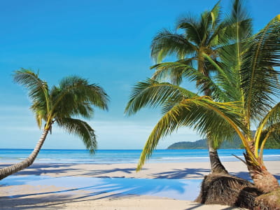 Fototapeta Piękne palmy na plaży