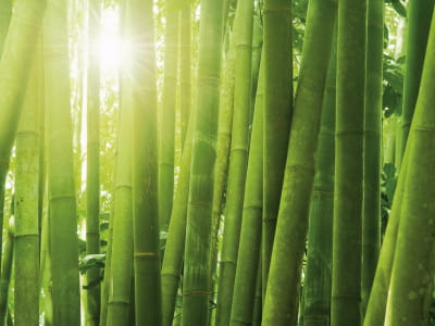 Fototapeta Zarośla młodego bambusa
