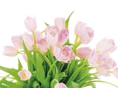 Fototapeta Tulipany na białym tle