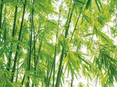 Fototapeta Zielone liście bambusa