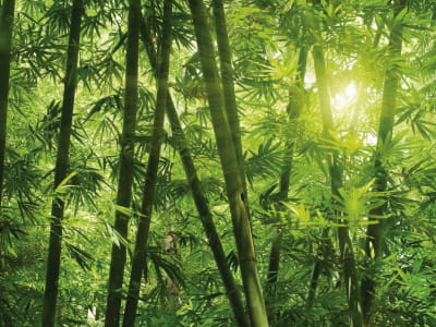 Fototapeta Rano w bambusowym lesie