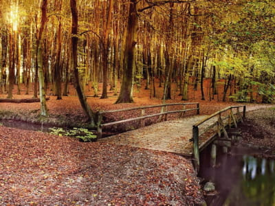 Fototapeta Świt w jesiennym lesie