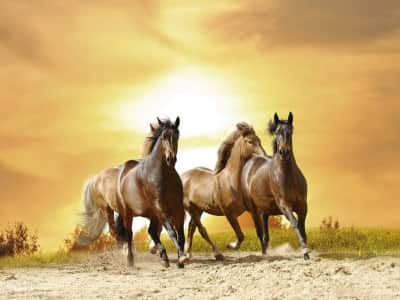 Fototapeta Konie o zachodzie słońca