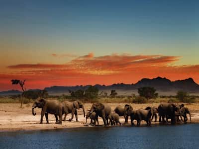 Fototapeta Słonie o zachodzie słońca