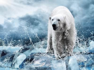 Fototapeta Niedźwiedź polarny na krze