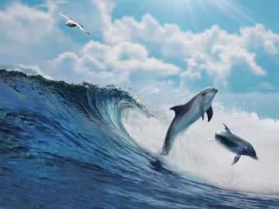Fototapeta Delfin wyskakujący z wody