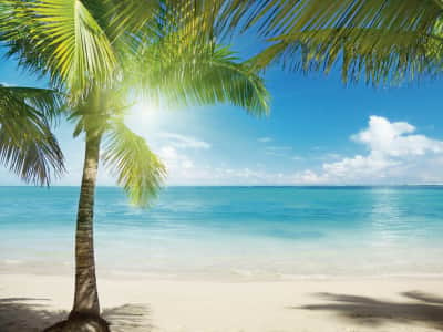Fototapeta Plaża i palma