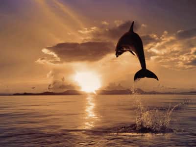 Fototapeta Delfin o zachodzie słońca