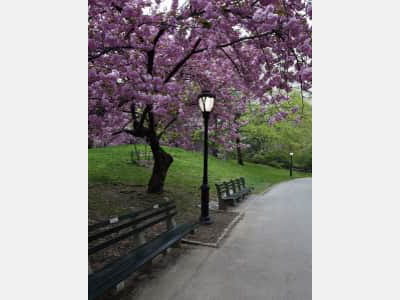 Fototapeta Kwitnące drzewo w parku