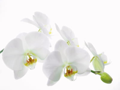 Fototapeta Biała orchidea