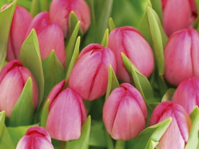 Fototapeta Różowe tulipany