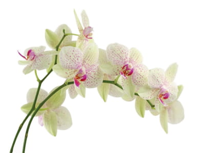Fototapeta Biała tygrysia orchidea