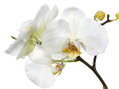 Fototapeta Krople wody na orchidei