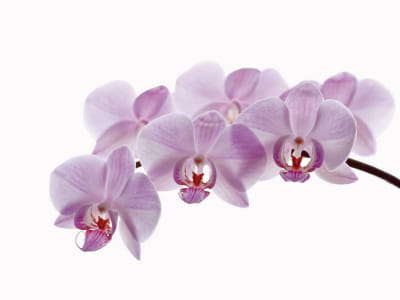 Fototapeta Gałąź orchidei