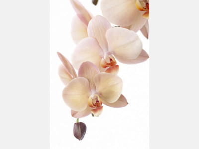 Fototapeta Kremowa orchidea