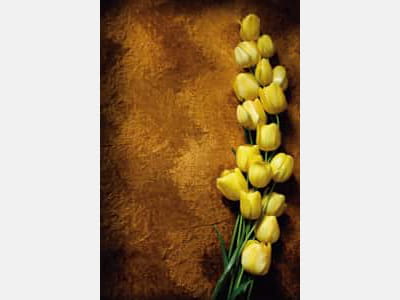Fototapeta Żółte tulipany