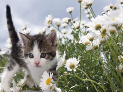 Fototapeta Szary kotek w kwiatki