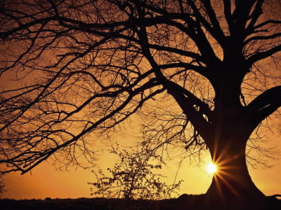Fototapeta Ogromne drzewo o zachodzie słońca