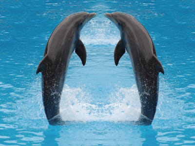 Fototapeta Młode delfiny