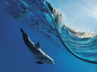 Fototapeta Delfin pod wodą