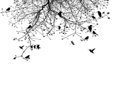 Fototapeta Ptaki na drzewie