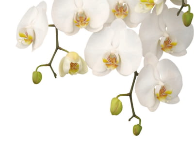 Fototapeta Powabne białe orchidee