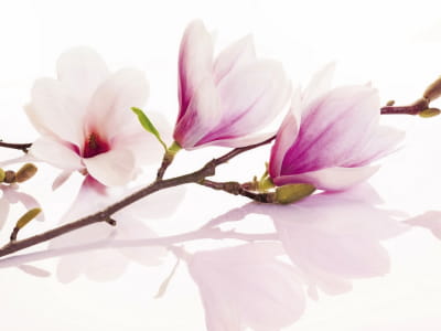 Fototapeta Gałąź magnolii