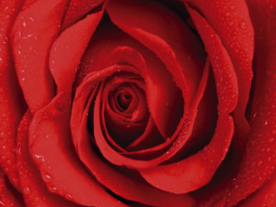 Fototapeta Duża czerwona róża