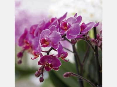 Fototapeta Piękna fioletowa orchidea