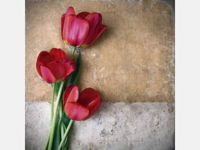 Fototapeta Czerwone tulipany