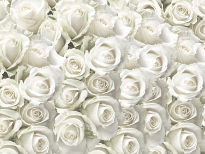 Fototapeta Białe róże