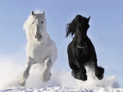 Fototapeta Czarno-biały koń