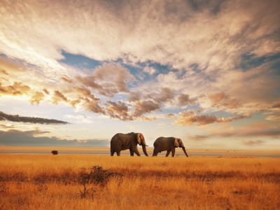 Fototapeta Para słoni