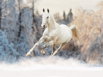 Fototapeta Działający biały koń