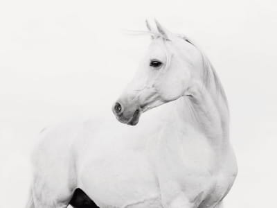 Fototapeta Piękny koń