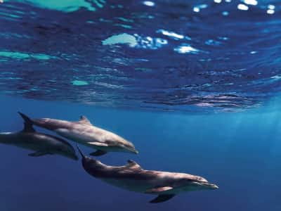 Fototapeta Delfiny pod wodą